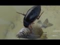Гигантские жуки пожирают рыбу 