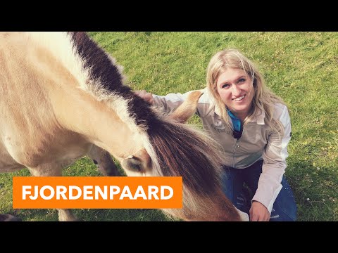 , title : 'Fjordenpaard | PaardenpraatTV'