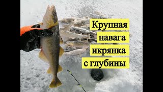 Зимняя рыбалка навага в архангельске