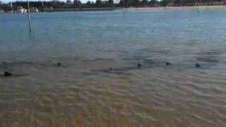 preview picture of video 'Leopard sharks in Marina Del Rey'