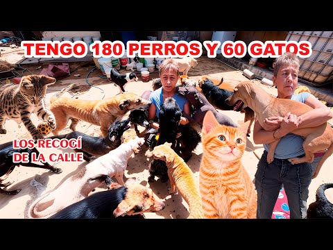 Doña Ana Rescató 180 Perros y 60 gatos de la calle. Mira el esfuerzo que realiza para cuidarlos.