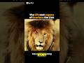 The Legendary Scarface The Most Powerful Lion In History Wildlifeeducation Animallover Scarface