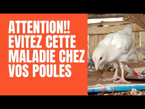 , title : 'La Variole Aviaire : Une maladie Dangereuse dans L'élevage des Poulets !'
