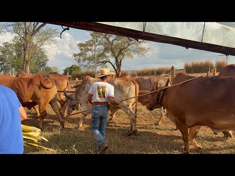 TOQUEI A BOIADA GIR NO ENGENHO EM GUIMARÂNIA- MG