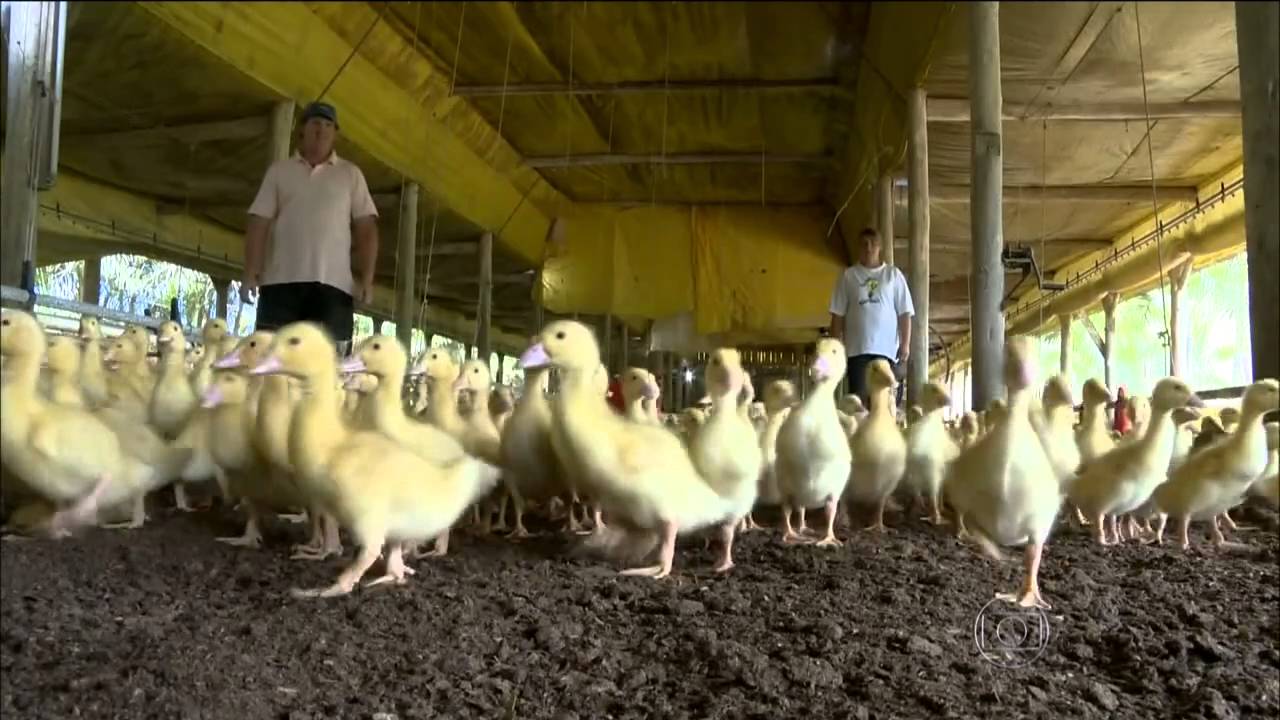 Globo Rural - Criação de marrecos