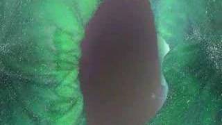 Brian Eno H.Budd The Plateaux of Mirror