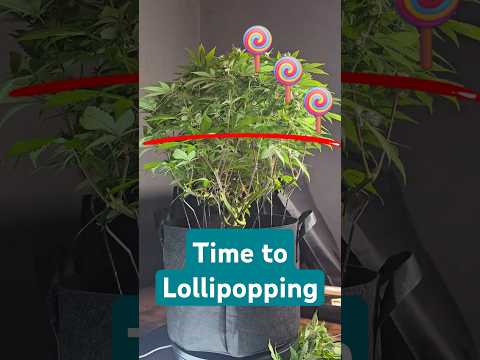 🍁 How to lollipop? When? Easy instructions! Cannabis plant cultivation technique training