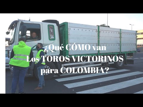 ✈️¡Qué COMO van TOROS VICTORINOS en AVIÓN hasta COLOMBIA?