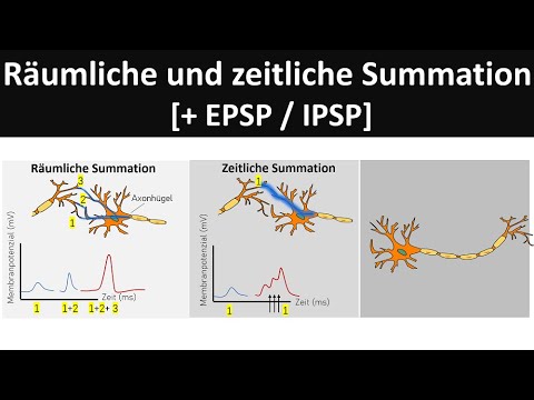 Räumliche und zeitliche Summation [EPSP/IPSP - Verschaltung an Synapsen]- [Neurobiologie, Oberstufe]
