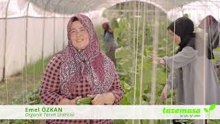 Emel Özkan tazemasa için organik salatalık topluyor
