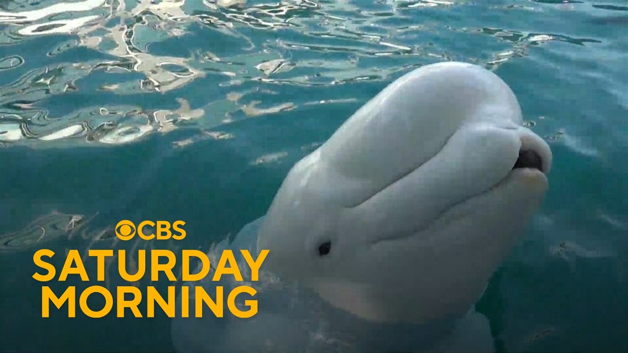 Beluga whales transferred to U.S. aquariums after Canadian theme park closes