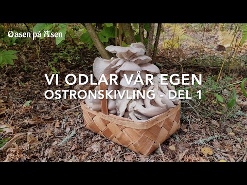 Vi odlar vår egen ostronskivling - del 1