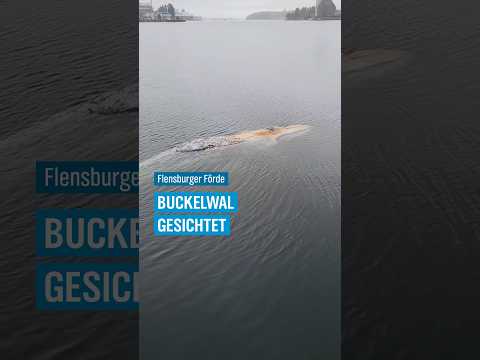 Video Thumbnail: 🐋 👀 Wieder ein Buckelwal in der Ostsee #shorts #schleswigholstein #wal #nachrichten