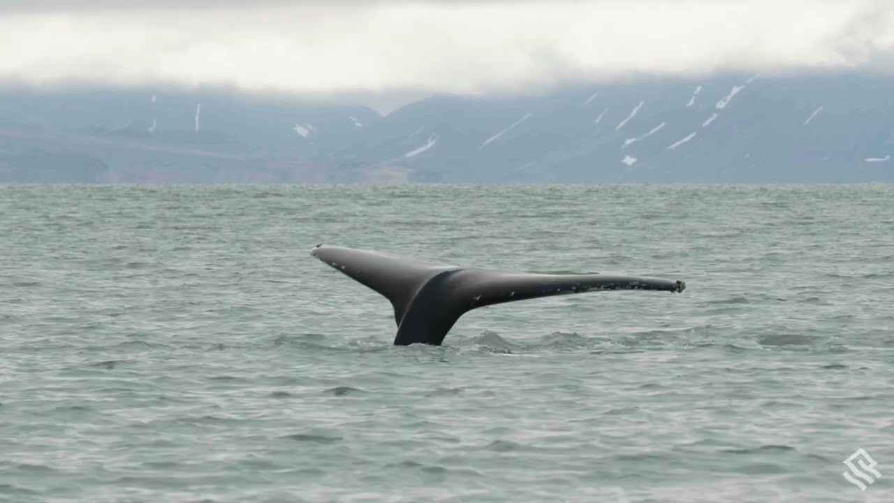 Svalbard Iceland   FILM