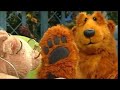 Bear In The Big Blue House Bear Hurts His Foot Clip Volunteers Of Woodland Valley