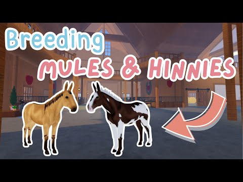 Breeding MULES & HINNIES + Trying to Get Their Unique Coats! | Wild Horse Islands