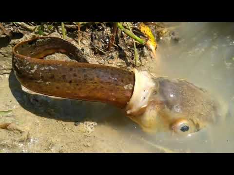 Amazing Hunting |  Big Fish Eating Eel Fish | fish 1 series