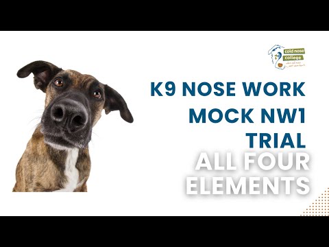 K9 Nose Work,  NW1 Trial Practice—all four elements