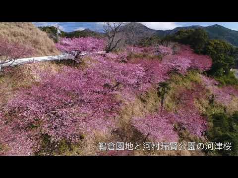 鵜倉園地と河村瑞賢公園の河津桜　【ドローン撮影】(度会郡南伊勢町)｜観光三重｜三重県の観光・旅行情報