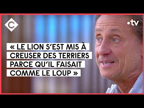 « Le loup et le lion » devant la caméra de G. de Maistre - C à vous - 08/10/2021