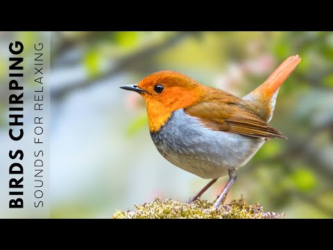 Relaxing Bird Sounds - Forest Birdsong Nature Sounds, The Best Birdsong, Singing Bird Ambience