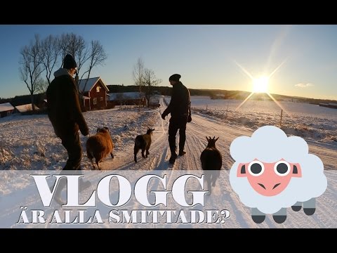 Därför dog han.. Är de andra smittade? | VLOGG #107