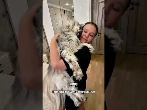 Le chat qui n’en est pas vraiment un