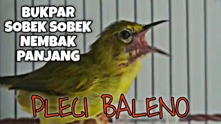 Download lagu PLECI 'BALENO' NEMBAK WITWIT PANJANG PARUH SOBEK || MILIK MR.AHER .. mp3