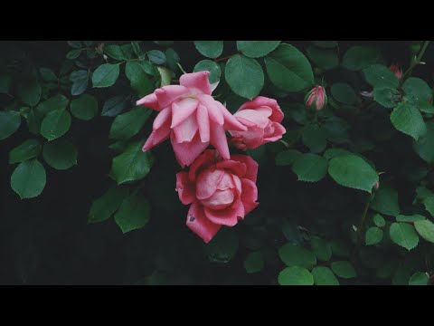 Sappheiros - Promise - YouTube