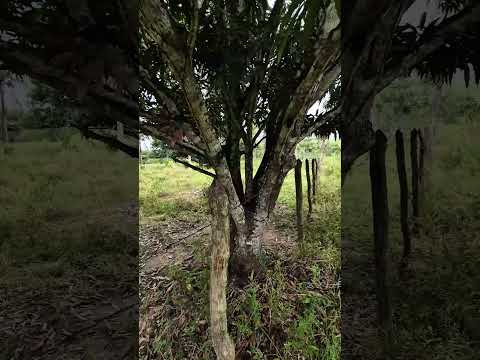 14 tarefas de terra em salgado Sergipe com riacho e muitas fruteiras valor 250 mil 79 9 99979391