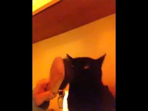 Il nome di targhe da vermi per gatti Medicina complessa da vermi alla persona
