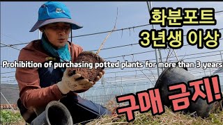 화분포트 모종 포포나무 뽀뽀나무 3년이상은 사지 마세요. Prohibition of purchasing po…