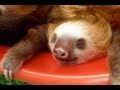 Funny Sloths & Cute Baby-Animals Compilation ...