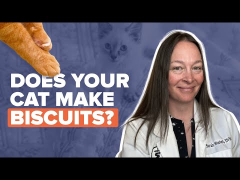 Why Do Cats Knead? | Understanding This Adorable Cat Behavior