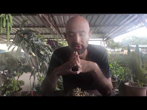 Como cuidar de suculentas #2 Francesco Baldi