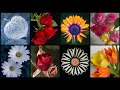 Dp Pictures For Whatsapp Flower Wallpaper Photo Lovely Dp Pics