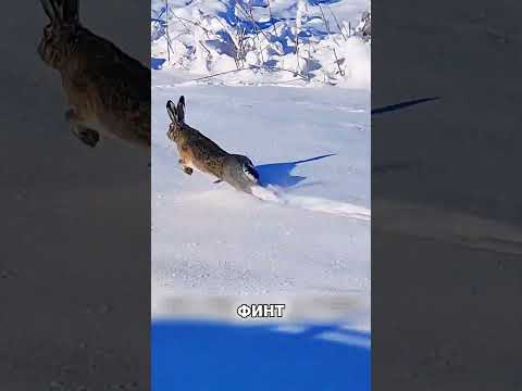 Собаки выдыхались ОДНА ЗА ДРУГОЙ в погоне 🙊🌊🐕