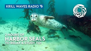 2 Hours of Harbor Seals to Relax/Study To | Lofi Hip Hop | Monterey Bay Aquarium Krill Waves Radio