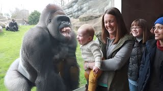 Download lagu Silverback gorilla smiles at baby, the cutest moment 🦍🥰 mp3 Download lagu Silverback gorilla smiles at baby, the cutest moment 🦍🥰 mp3