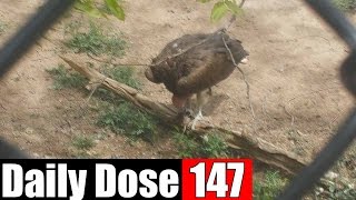 #DailyDose Ep.147 - RAT MURDER! | #G1GB
