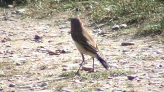 preview picture of video 'Northern wheatear at Minsmere UK'