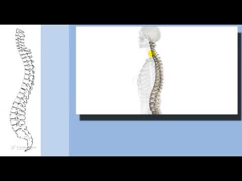 Vitamine per giunti collagene Osteocondrosi del trattamento colonna vertebrale toracica e cervicale