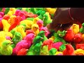 CRAZY MURGI Chicks Painted Rang Egg Hatched 1day Chicks BORN Baby Choojon Fish Cutting