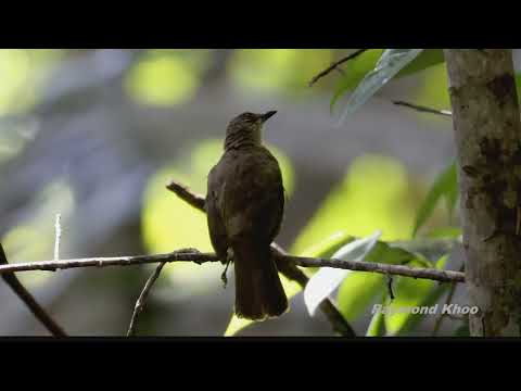 Bulbul olivovokrídly (Pycnonotus plumosus) — spev a hlas v prírode