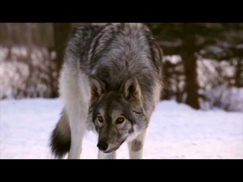 Discover Banff Tours & Activities this Winter