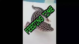 ***FEEDING TIME*** FOR MY BEARDED DRAGON AND OTHER REPTILES