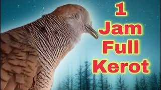 Download lagu Full KEROT PERKUTUT Bikin Birahi! mp3 Download lagu Full KEROT PERKUTUT Bikin Birahi! mp3