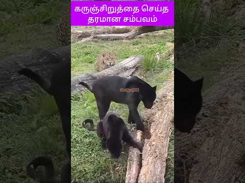 கருஞ்சிறுத்தை செய்த தரமான சம்பவம் | cheetah and jaguar fight video | animal kingdom| vaalu TV | வாலு