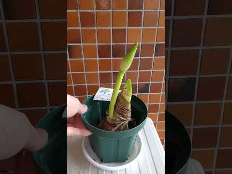 球根植物を保管することがなぜ重要なのでしょうか?アマリリスの花後の保存方法は？  庭園