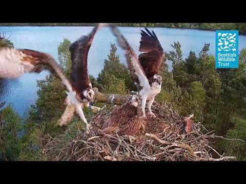 Osprey Intruders in Slo-Mo - (Loch of the Lowes osprey Webcam 2023)